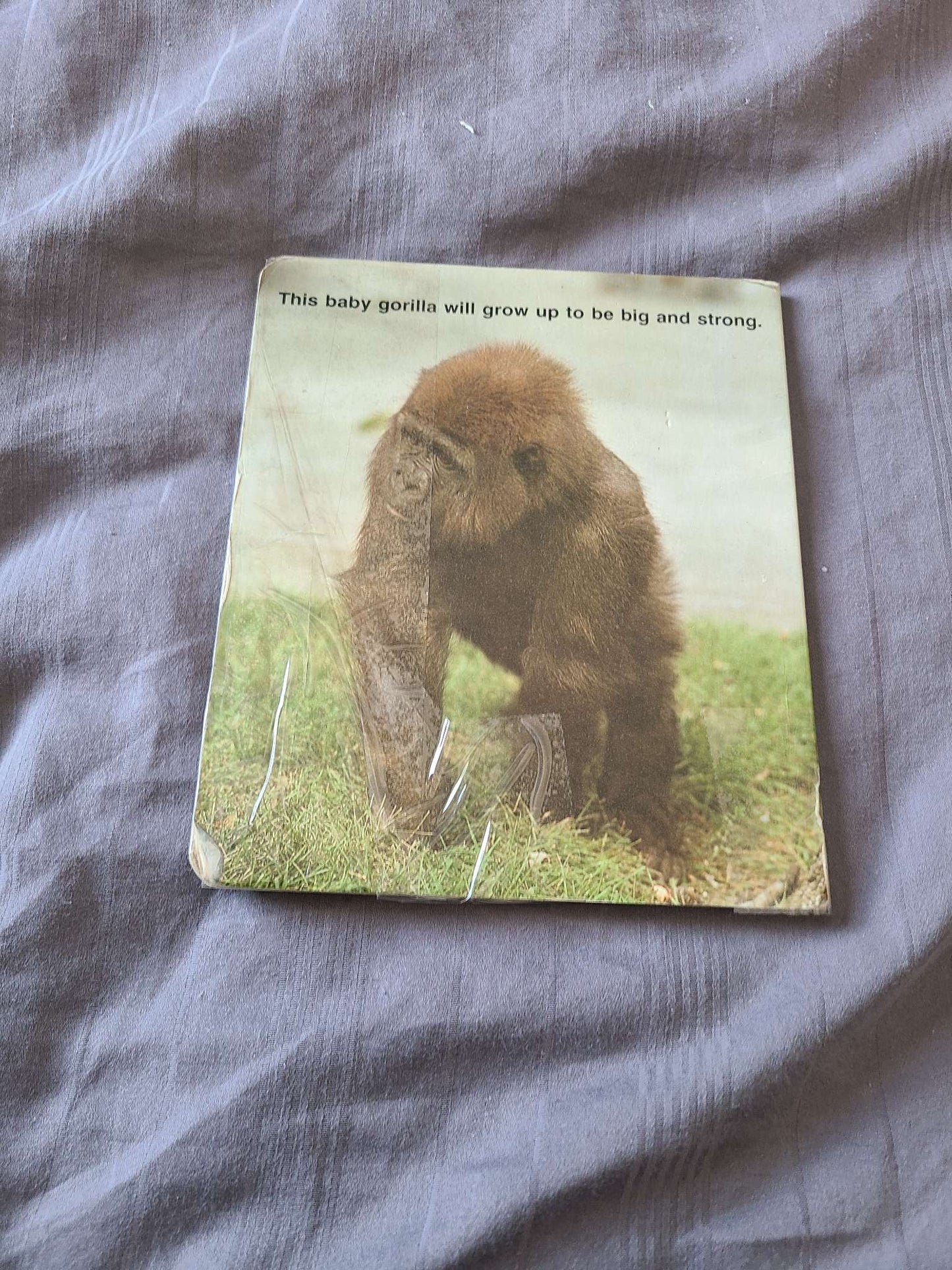 Baby animal books