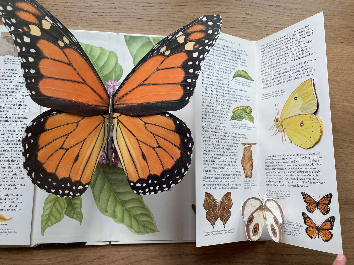The Butterfly 3-Dimensional Book