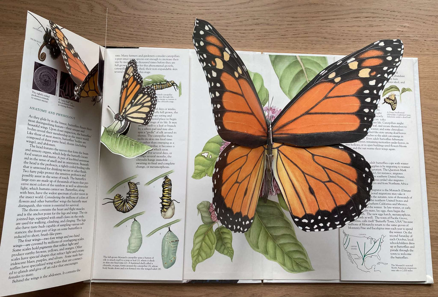 The Butterfly 3-Dimensional Book
