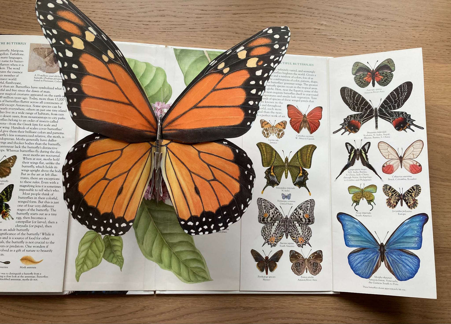 The Butterfly 3-Dimensional Book