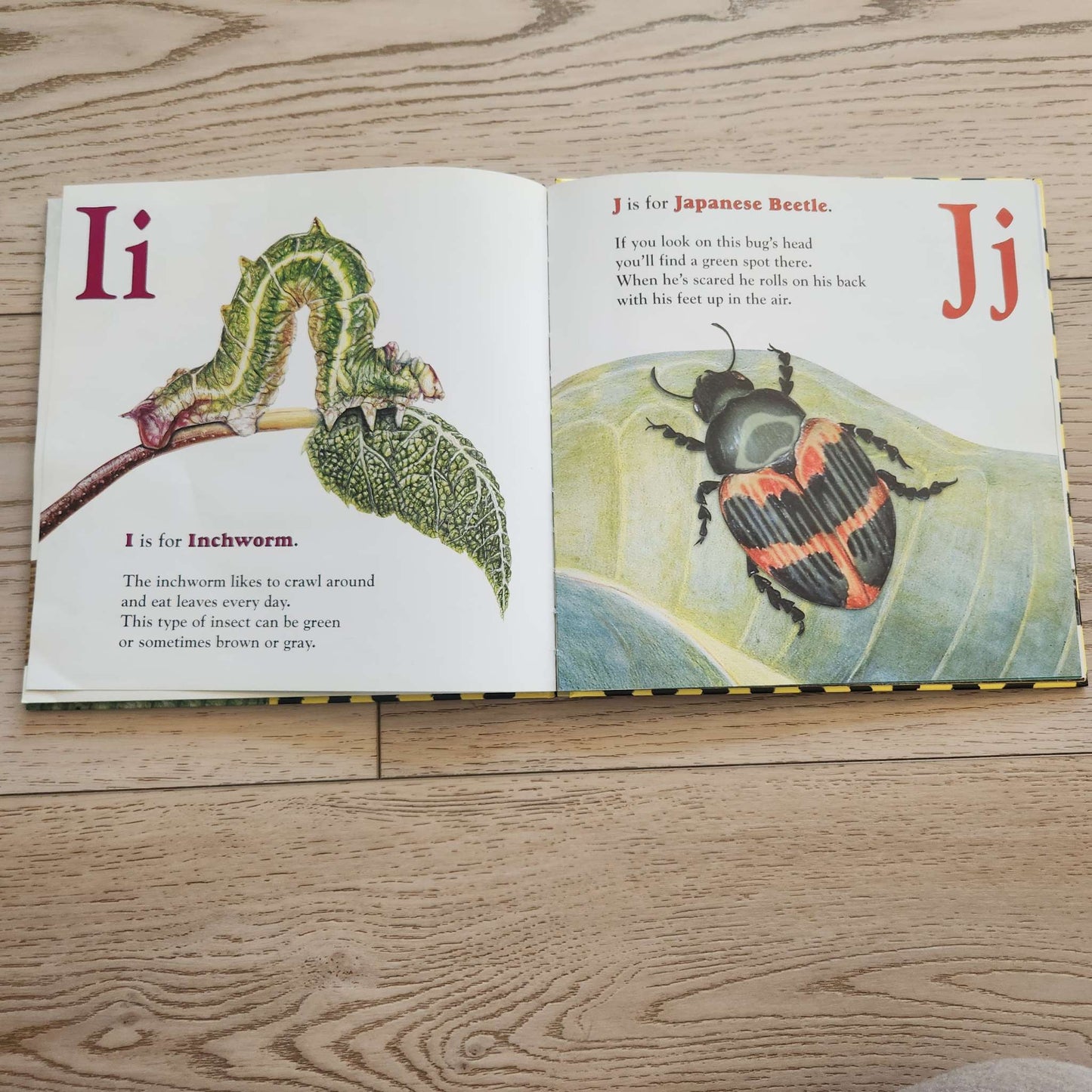 Insects ABC book