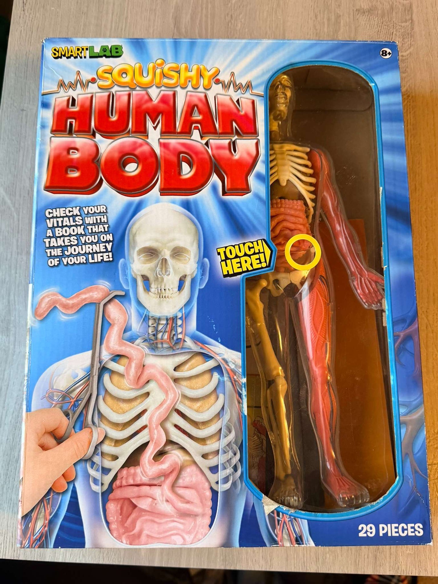 Human Body (Squishy )