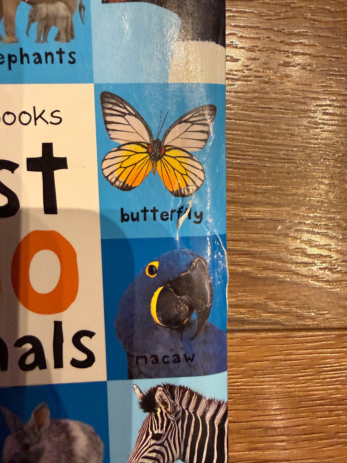 First 100 words/animals board books