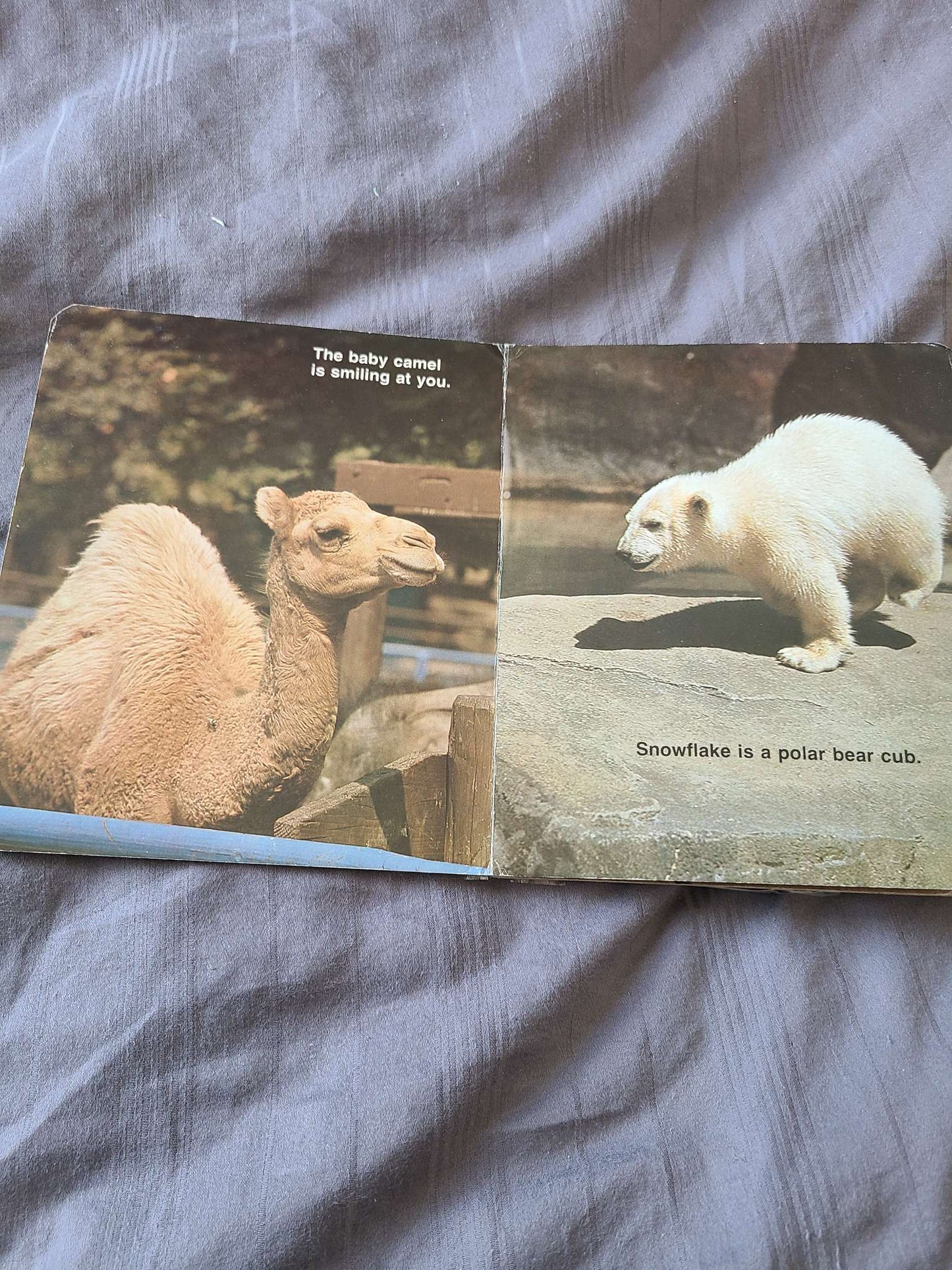 Baby animal books