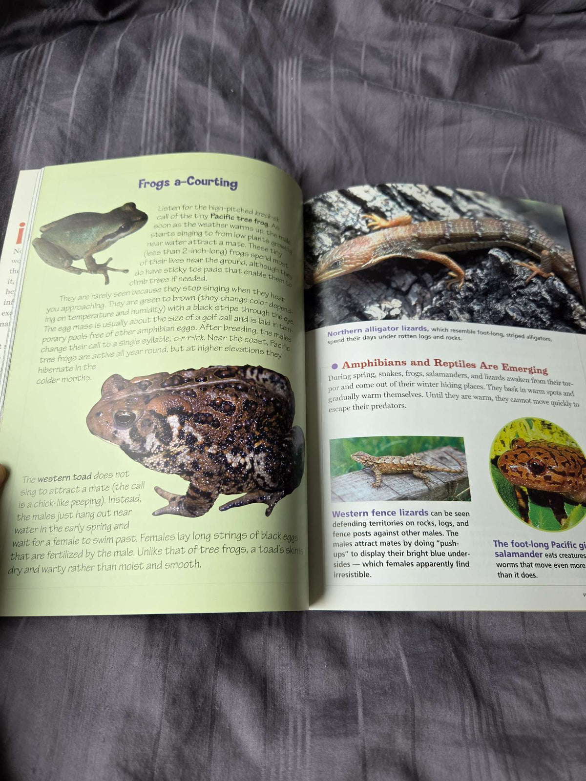Woods walk book