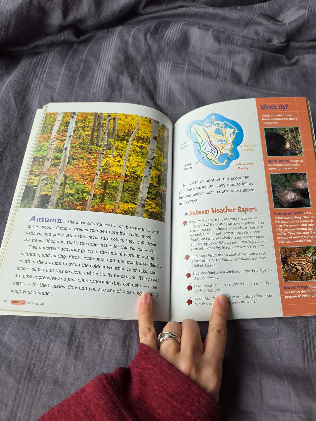 Woods walk book