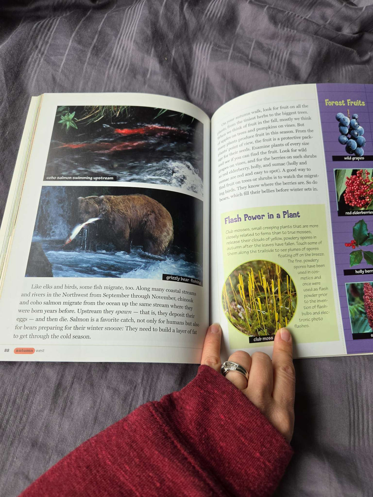 Woods walk book