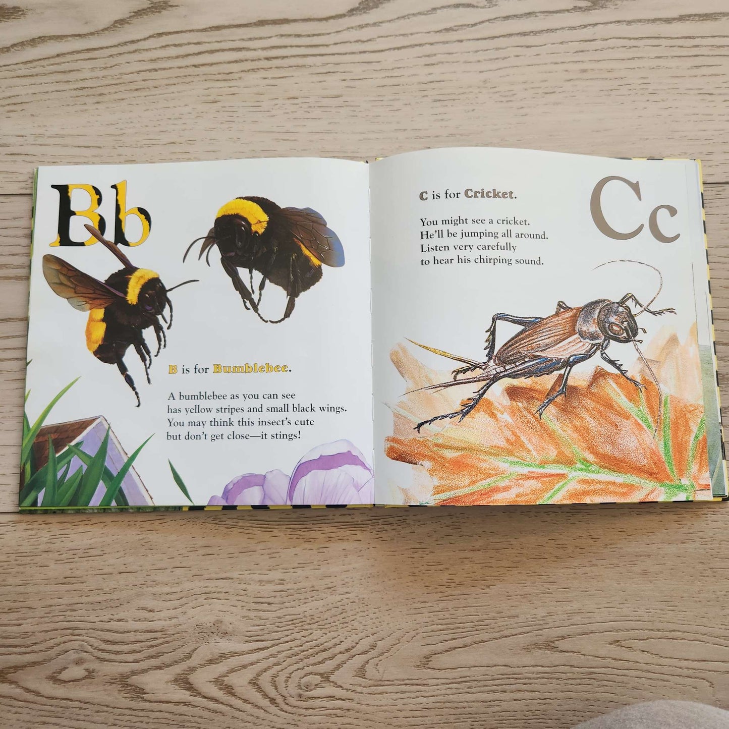 Insects ABC book
