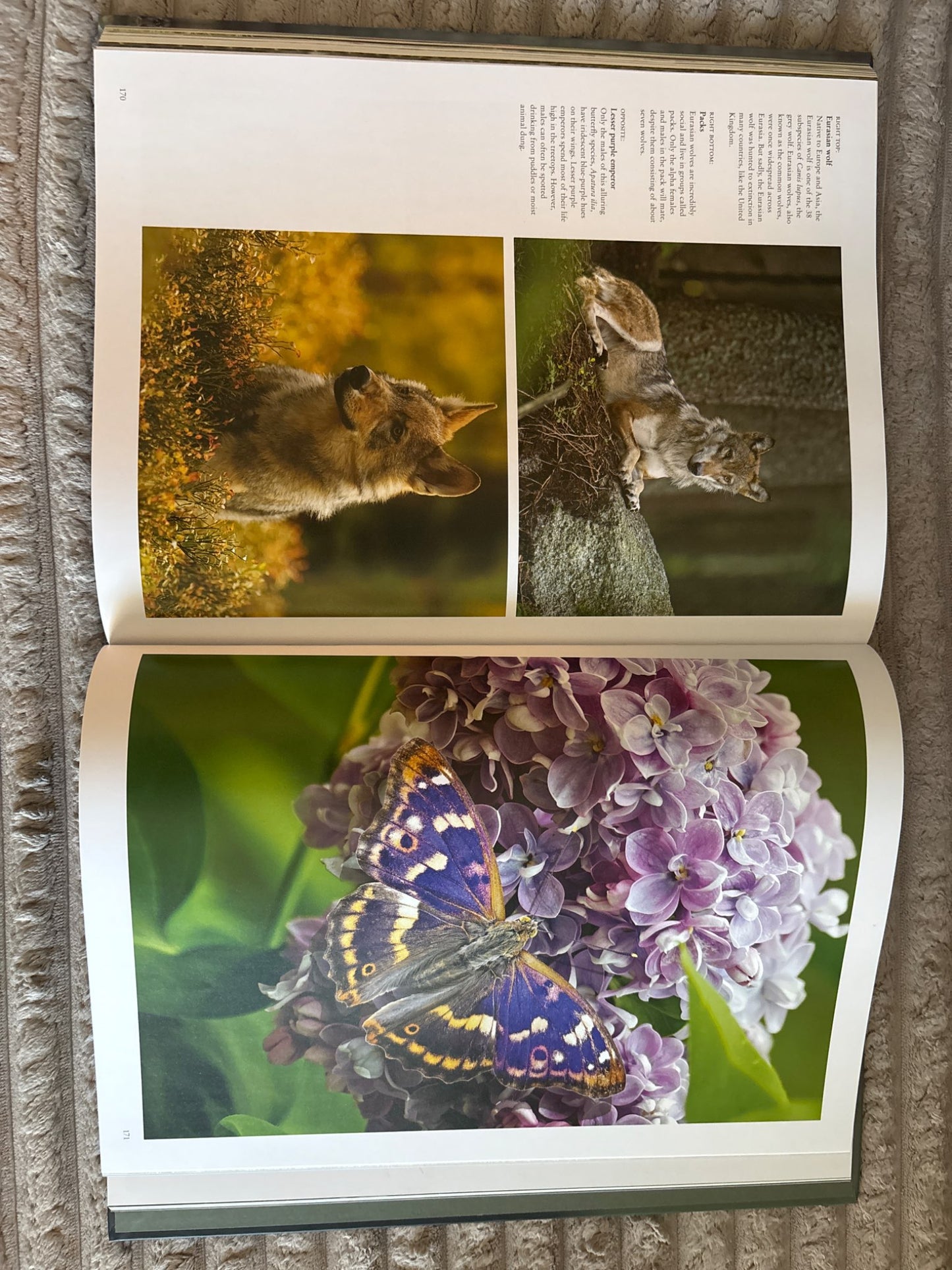 Forest Animals Photography Book
